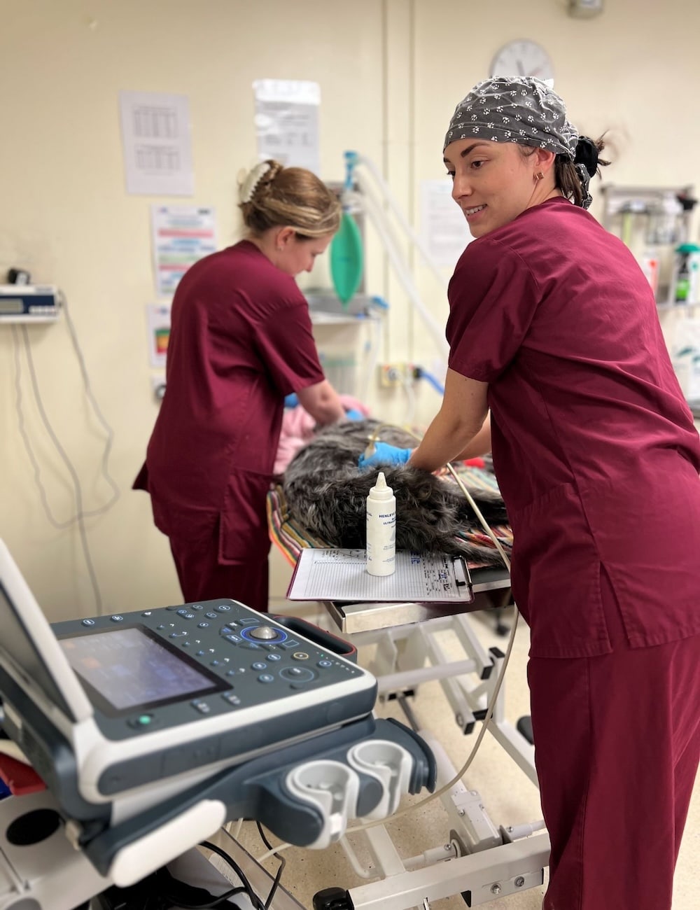 Abbie and Alex performing an ultrasound scan on a dog at Elizabeth Smith Veterinary Practice