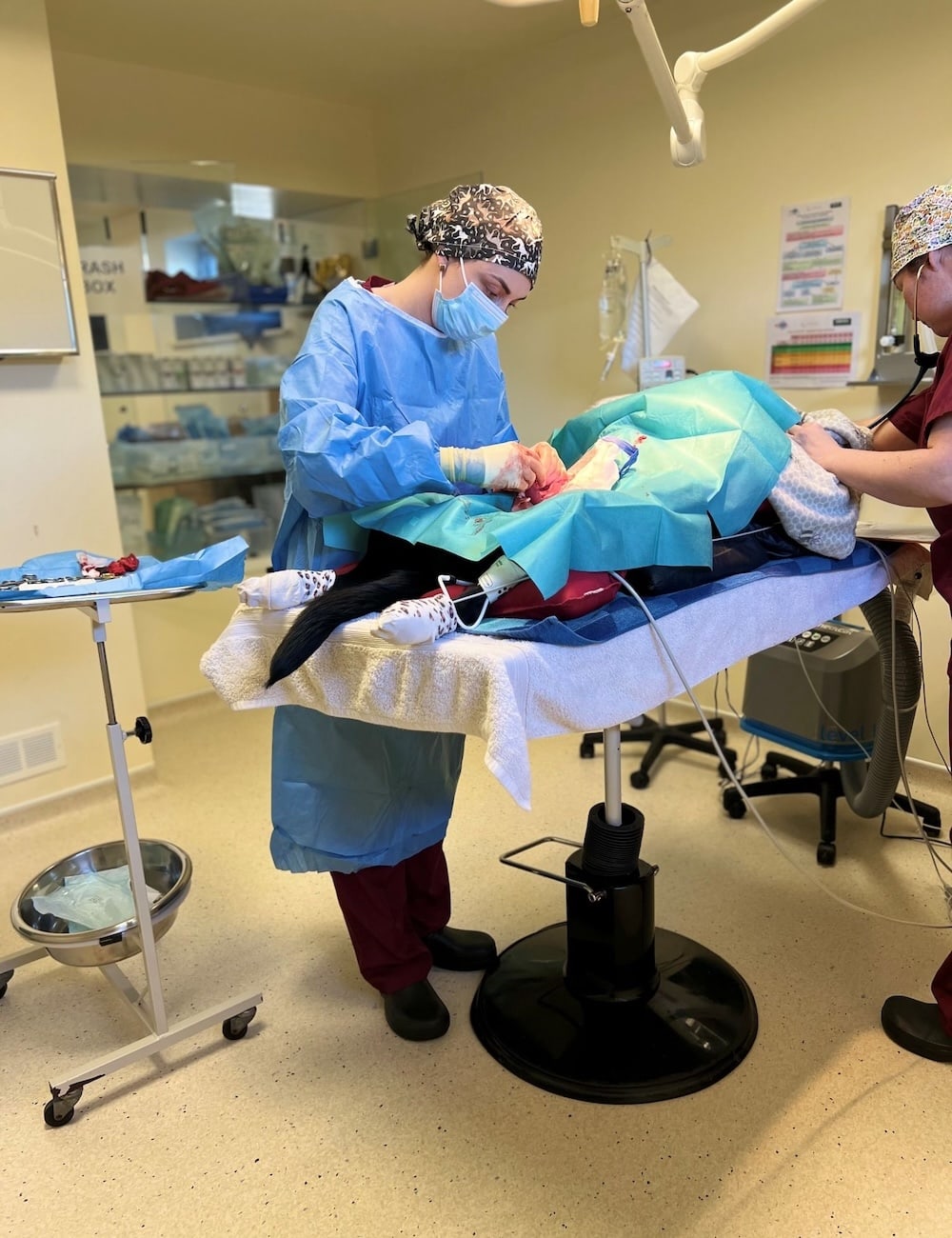 Abbie and Claire performing a routine spay operation in the operating theatre at Elizabeth Smith Vets