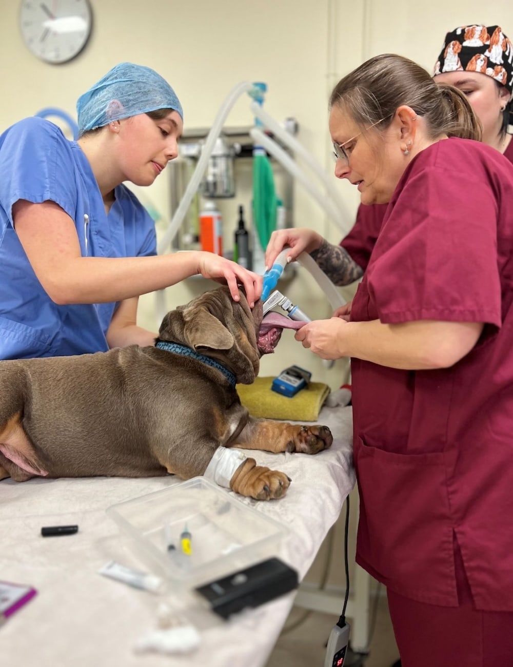 Farah and colleagues performing a veterinary dental procedure on a dog at Elizabeth Smith Vets