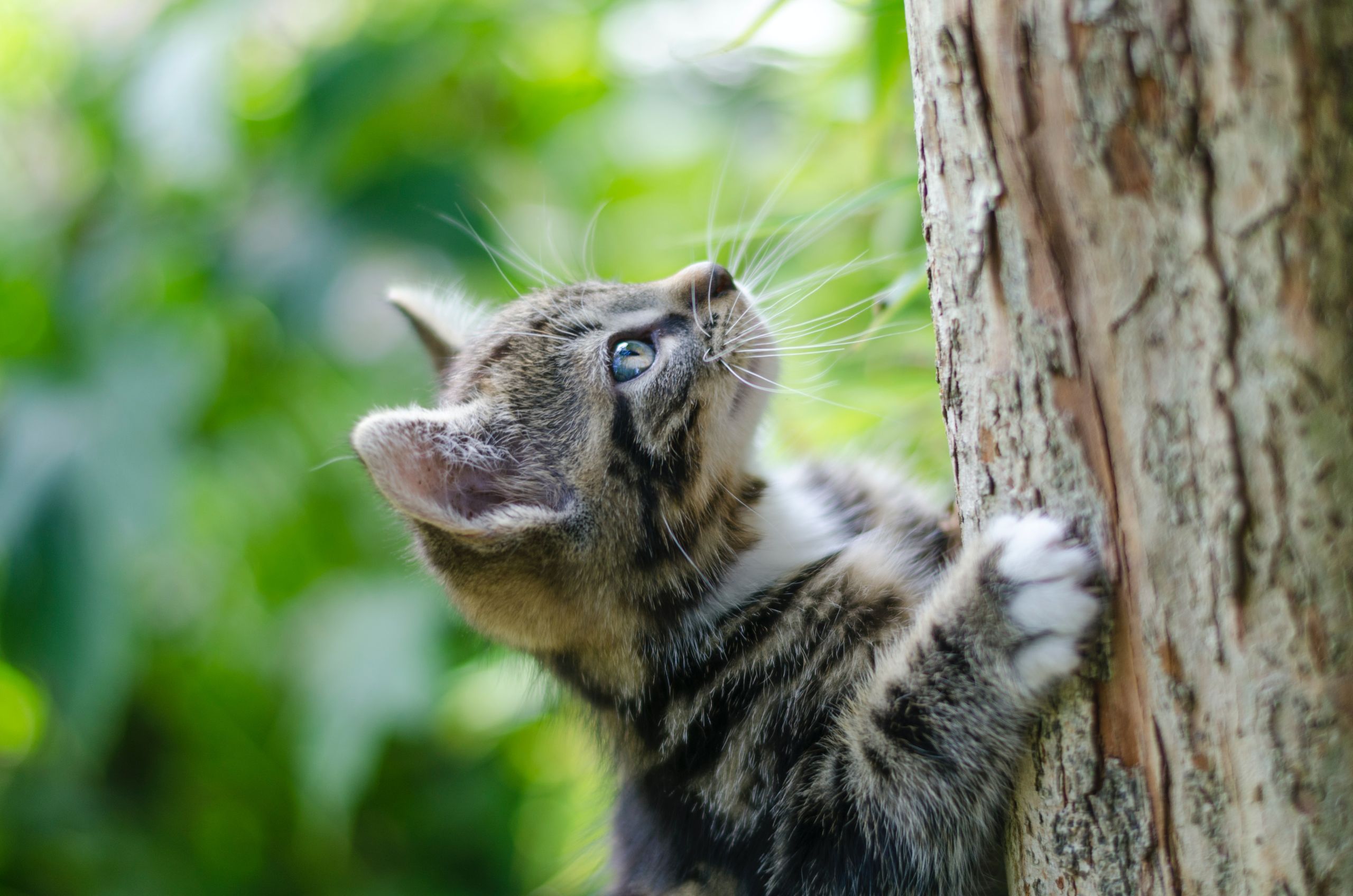 A healthy cat is a happy friend!