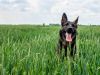 Large healthy dog playing in long grass