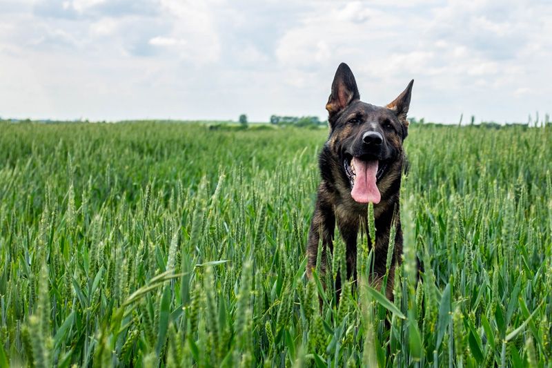 Large healthy dog playing in long grass
